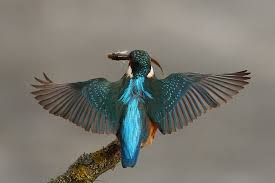 Dillenburg Naturfotografie Kingfisher Bird Kingfisher Animals