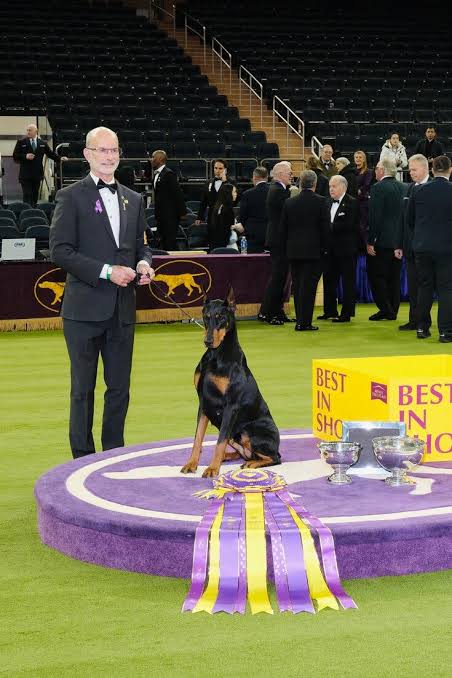 Westminster Dog Show Highlights: Penny, a Statuesque Doberman Pinscher,  Captures Best in Show - The New York Times