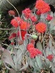 Image result for Kleinia schweinfurthii