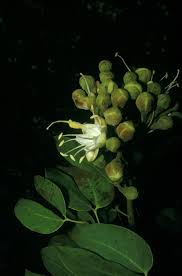 Image result for Hymenaea courbaril