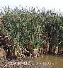 Image result for Typha