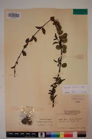 Image result for Combretum schumannii