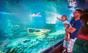 11 For Admission And Souvenir Book At Sea Life Arizona Aquarium Sea Life Centre Sea Life Things To Do