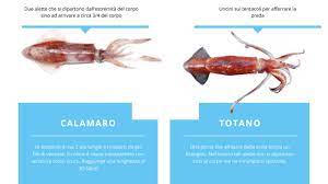 We did not find results for: La Differenza Tra Totani E Calamari Haccp System Group Facebook