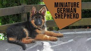 Maybe you would like to learn more about one of these? Miniature German Shepherd Complete Facts On The Mini Version Petmoo