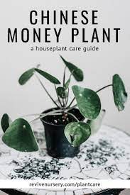 Hugedomains Com Chinese Money Plant Plants House Plant Care