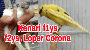Memiliki nilai jual yang tinggi. Kenari F1ys Dan Kenari F2ys Rambo Kenari Malang Youtube
