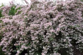 Image result for Kolkwitzia amabilis