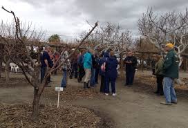 Young trees are pruned to train them to become structurally sound, to make them easy to care for and to ensure the production of high quality fruit. Xtremehorticulture Of The Desert Fruit Tree Pruning Workshop In Twentynine Palms January 9