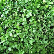 Wintergreen Boxwood For Sale Wintergreen Boxwood Box Wood Shrub Boxwood Landscaping