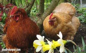 These plants are what we've found (from experience) that chickens do not touch. Chicken Friendly Plants Which Plants Won T Chickens Eat