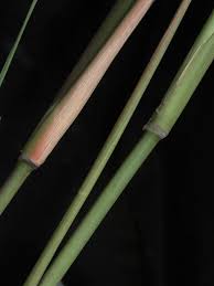 Image result for Arundinella