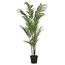Kentia palm, also known as sentry palm, paradise palm, or thatch palm, makes an excellent indoor to give your plant the best chance of growing lush and full, choose the brightest spot possible. Fejka Artificial Potted Plant In Outdoor Kentia Palm 23 Cm Ikea