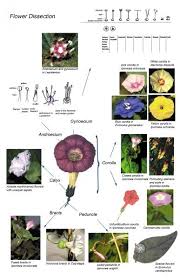 Image result for Convolvulaceae