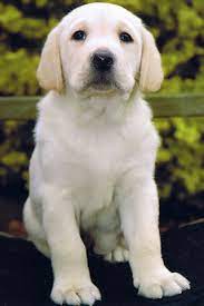 Asmundur Kristjansson Thu Matt Gefa Mer Thennan I Afmaelisgjof White Labrador Labrador Retriever Labrador