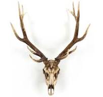 Zentique Weathered / Distressed Brown Deer Skull 3D Wall Art