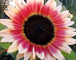 Chocolate Cherry Sunflower 25 Seeds Helianthus Annuus Etsy In 2021 Flower Seeds Black Oil Sunflower Seeds Flowers