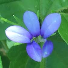 Image result for Monopsis stellarioides