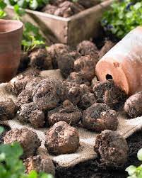 Starting Tuberous Begonias Indoors
