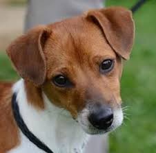 Jack Is An Adoptable Feist Dog In Waynesville Nc Meet Jack Adorable Little Dog Appears To Be Very Young Proba Little Dogs Squirrel Hunting Mountain Feist