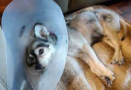 I would add a piece of cardboard to the inside for added stiffness. How To Make A Diy Cone Of Shame That Really Works