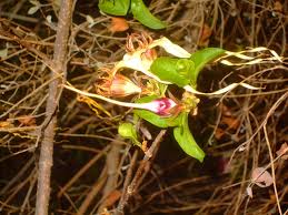 Image result for Strophanthus sarmentosus