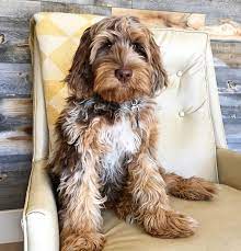 Multigen Australian Mini Labradoodle Quinn Doodle Is From Sugar Pine Doodles Dale 209 256 7095 Or Jeanni Labradoodle Cute Dogs And Puppies Baby Animals Funny