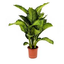 Dieffenbachia Maroba Dumb Cane Plants Air Cleaning Plants Indoor Plants