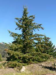 The douglas fir ( pseudotsuga menziesii ) is found on the west coast in the rainforest. Douglas Fir Description Uses Species Britannica