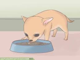 Or maybe you just got one and are lost on what this tiny ball of fur needs. Chihuahua Puppy Care Sheet Important Tips To Help Your New Puppy Petsidi