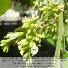 Image result for Dalbergia sissoo