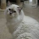 Chocolate/Lilac Ragdolls - Ragdoll Breeder, Ragdoll ...