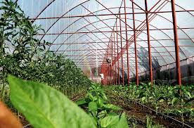 Firma consultanta fonduri europene și guvernamentale 100% nerambursabile. Idei De Afaceri Fonduri Europene Pentru Solarii Si Utilaje Agricole Stiriagricole Ro