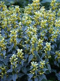 Image result for Haumaniastrum suberosum