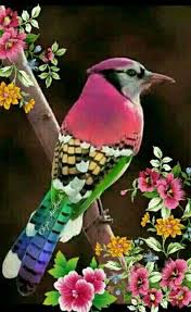 Anladim Ki Insanlar Susani Korkak Gormezden Geleni Aptal Affetmeyi Bileni Cantada Keklik Saniyorlar Oysa Ki Biz Istedigimiz K Birds Bird Feathers Animals