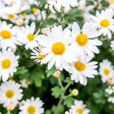 Daisy perennial plants & seedlings. 7 Species Of Daisies For Your Flower Garden
