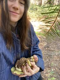 Wild Foraged Morel Mushrooms for Sale in Brownsville California