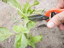 To maintain a bushy basil plant all season long, use herb pruners or scissors to cut the stems just above a set of leaves. How To Cut Herbs So They Keep Growing Diy