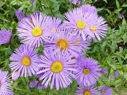 Image result for Erigeron steudelii