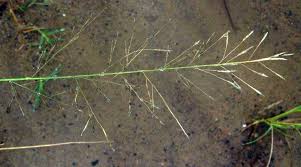 Image result for Eragrostis plana