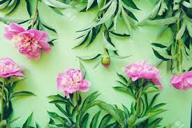 Select your favorite images and download them for use as wallpaper for your desktop or phone. Floral Wallpaper With Green Background