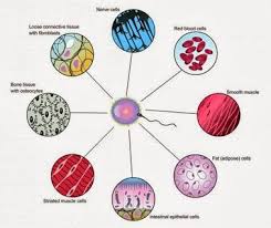 Major Differences Com Organs Body Systems Science Projects