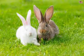 Frosty the famous snowman lives here. Can Rabbits Be Kept Together Pets4homes