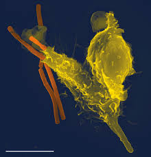 We did not find results for: Immune System Wikipedia