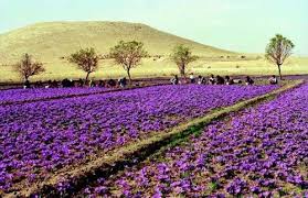 Saffron Field In Morocco Picture On Visualizeus Morocco Travel Beautiful Places On Earth Morocco