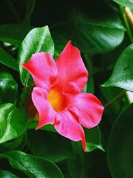 Kletterpflanze dipladenia überwintern dipladenia mandevilla standort schneiden überwintern die dipladenia die auch als mandevilla bezeichnet wird fällt durch ihr prächtiges blütenreichtum sofort. Dipladenia Gute Laune Fur Ihr Zuhause Westwing