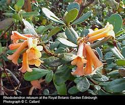 Vireya Rhododendrons
