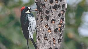 forest bird ile ilgili gÃ¶rsel sonucu
