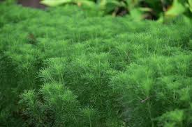 Image result for Virectaria