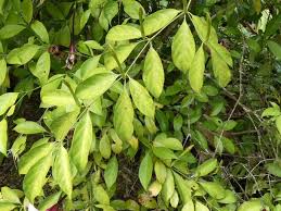 Image result for Rothmannia longiflora